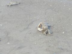 Macrophthalmus banzai