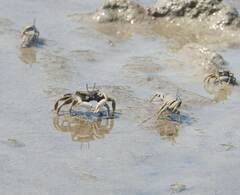 Macrophthalmus banzai