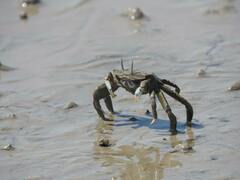 Macrophthalmus tomentosus