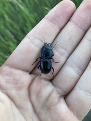 Pasimachus elongatus