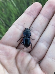 Pasimachus elongatus