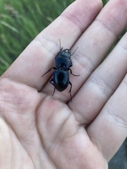 Pasimachus elongatus