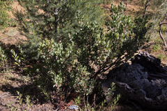 Arctostaphylos pringlei