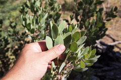 Arctostaphylos pringlei
