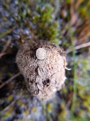 Poronia erici