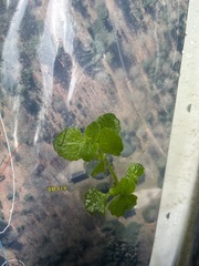 Chrysosplenium oppositifolium