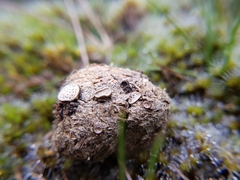Poronia erici