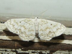 Idaea obfusaria