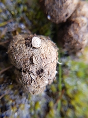 Poronia erici