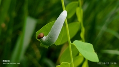 Gerosis bhagava