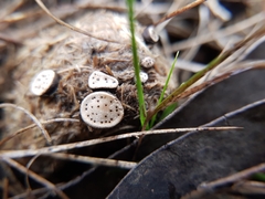 Poronia erici