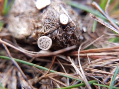 Poronia erici