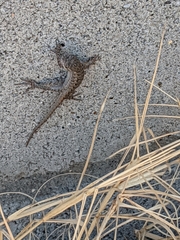 Sceloporus occidentalis