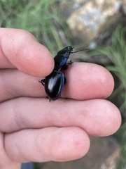 Pasimachus elongatus