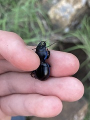 Pasimachus elongatus