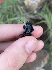 Pasimachus elongatus