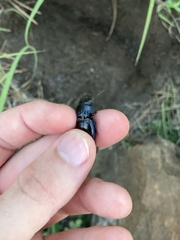 Pasimachus elongatus