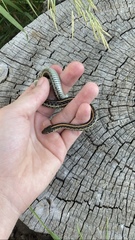 Thamnophis radix