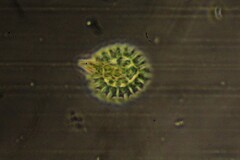 Pseudopediastrum boryanum