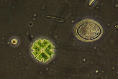 Pseudopediastrum boryanum