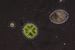 Pseudopediastrum boryanum