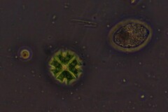 Pseudopediastrum boryanum