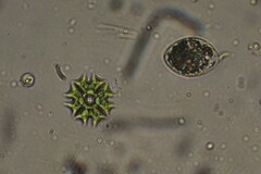 Pseudopediastrum boryanum