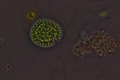 Pseudopediastrum boryanum