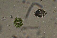 Pseudopediastrum boryanum