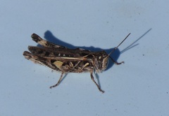 Dociostaurus brevicollis