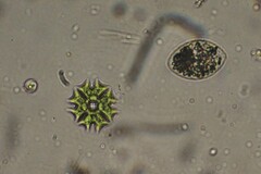 Pseudopediastrum boryanum