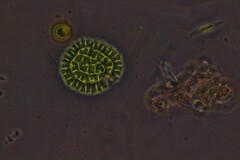 Pseudopediastrum boryanum