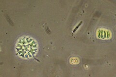 Pseudopediastrum boryanum