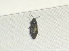 Stropenron hieroglyphica