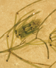 Nitella arthroglochin