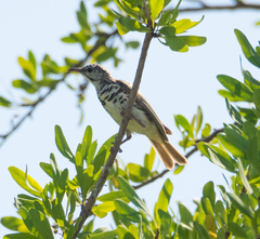 Ramsayornis fasciatus