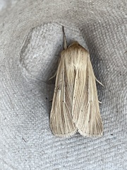 Mythimna pallens