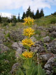 Gentiana lutea lutea