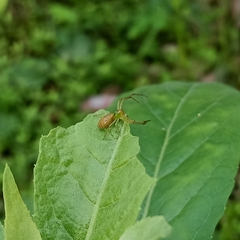 Oxyopes