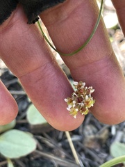 Micranthes aprica