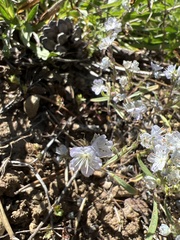 Phacelia pringlei