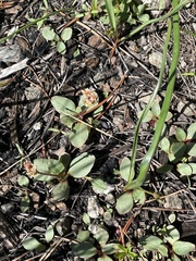 Micranthes aprica