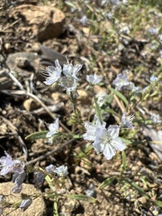 Phacelia pringlei