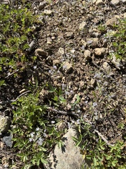 Phacelia pringlei