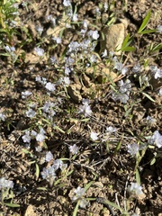 Phacelia pringlei