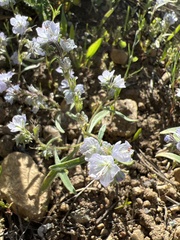 Phacelia pringlei