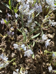 Phacelia pringlei