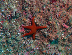 Fromia polypora
