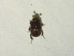 Odonteus
