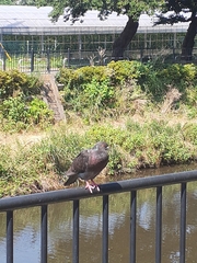 Columba livia domestica